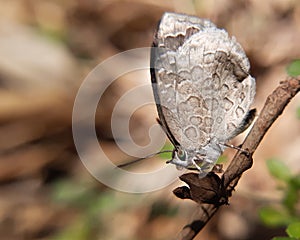 Closeup macro of a tailless bush blue butterfly resting on a twig
