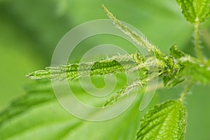 Closeup macro tip of Common Nettle plant with defensive stinging
