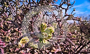 Closeup macro of tree cholla cactus cylindropuntia imbricata