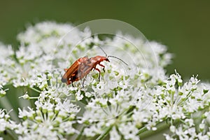 Closeup or macro of insects mating