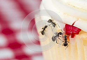 Closeup macro view of ants on a cupcake