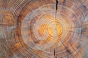 Closeup macro view of end cut wood tree section with cracks and annual rings. Natural organic texture with cracked and rough