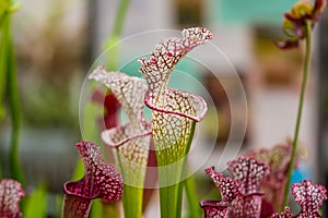 Closeup macro view of sarracenia leucophylla plant. Green insect consuming plant is growing in garden. Interesting botanical leafs