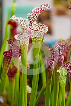 Closeup macro view of sarracenia leucophylla plant. Green insect consuming plant is growing in garden. Interesting botanical leafs