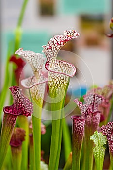 Closeup macro view of sarracenia leucophylla plant. Green insect consuming plant is growing in garden. Interesting botanical leafs