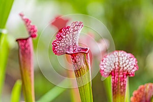 Closeup macro view of sarracenia leucophylla plant. Green insect consuming plant is growing in garden. Interesting botanical leafs