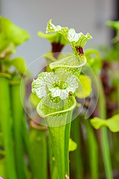 Closeup macro view of sarracenia leucophylla plant. Green insect consuming plant is growing in garden. Interesting botanical leafs