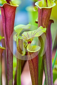 Closeup macro view of sarracenia leucophylla plant. Green insect consuming plant is growing in garden. Interesting botanical leafs