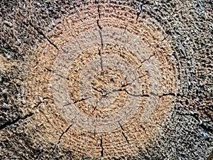 Closeup macro view of split cross cut section of wooden log. Natural organic texture, pattern, background of cracked, rough, wood