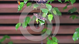 Closeup macro view of tropical butterfly of jungle