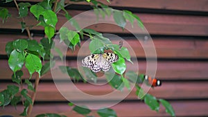 Closeup macro view of tropical butterfly of jungle