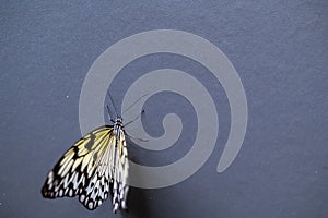 Closeup macro view of tropical butterfly of jungle - Heliconius melpomene rosina, Papilio lowi, Papilio demoleus, Monarch