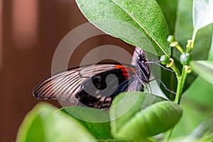 Closeup macro view of tropical butterfly of jungle - Heliconius melpomene rosina, Papilio lowi, Papilio demoleus, Monarch