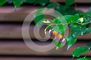 Closeup macro view of tropical butterfly of jungle - Heliconius melpomene rosina, Papilio lowi, Papilio demoleus, Monarch