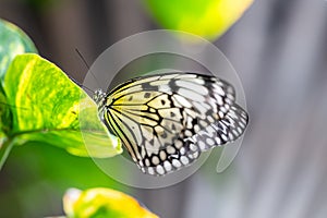 Closeup macro view of tropical butterfly of jungle - Heliconius melpomene rosina, Papilio lowi, Papilio demoleus, Monarch
