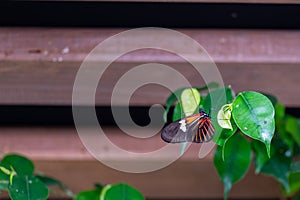 Closeup macro view of tropical butterfly of jungle - Heliconius melpomene rosina, Papilio lowi, Papilio demoleus, Monarch