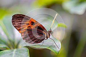 Closeup macro view of tropical butterfly of jungle - Heliconius melpomene rosina, Papilio lowi, Papilio demoleus, Monarch