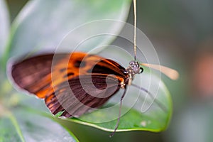 Closeup macro view of tropical butterfly of jungle - Heliconius melpomene rosina, Papilio lowi, Papilio demoleus, Monarch