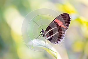 Closeup macro view of tropical butterfly of jungle - Heliconius melpomene rosina, Papilio lowi, Papilio demoleus, Monarch