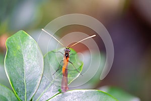 Closeup macro view of tropical butterfly of jungle - Heliconius melpomene rosina, Papilio lowi, Papilio demoleus, Monarch