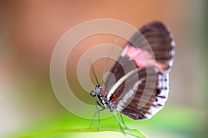 Closeup macro view of tropical butterfly of jungle - Heliconius melpomene rosina, Papilio lowi, Papilio demoleus, Monarch