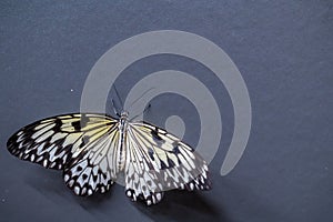 Closeup macro view of tropical butterfly of jungle - Heliconius melpomene rosina, Papilio lowi, Papilio demoleus, Monarch