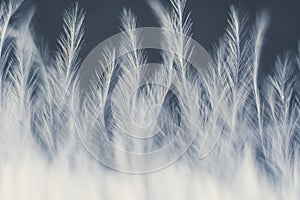 Closeup macro of white bird feather. Natural abstract texture photo