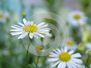 Closeup macro white common daisy flower plants in garden  and soft focus on sweet  blurred background
