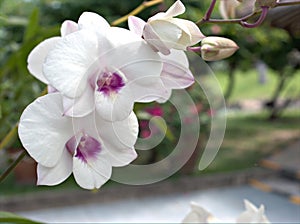 Closeup macro white Moth orchids, cooktown orchid ,Dendrobium bigibbum orchid flower plants with sunshine and soft focus in garden