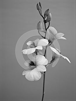 Closeup macro white purple cooktown orchid ,Dendrobium bigibbum orchid flower in black and white image