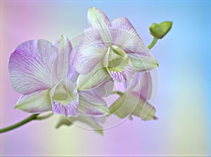 Closeup macro white purple cooktown orchid ,Dendrobium bigibbum orchid flower with colorful pastel color background