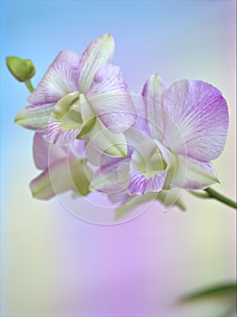 Closeup macro white purple cooktown orchid ,Dendrobium bigibbum orchid flower with colorful pastel color background