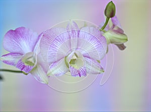 Closeup macro white purple cooktown orchid ,Dendrobium bigibbum orchid flower with colorful pastel color background