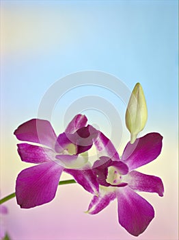 Closeup macro white purple cooktown orchid ,Dendrobium bigibbum orchid flower with colorful pastel color background