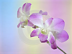 Closeup macro white purple cooktown orchid ,Dendrobium bigibbum orchid flower with colorful pastel color and soft focus on blurred