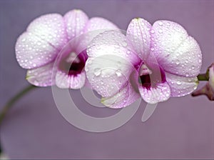 Closeup macro white purple cooktown orchid ,Dendrobium bigibbum orchid flower plants and soft focus on sweet pink blurred