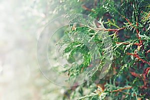 Closeup macro of white red cedar, arborvitae green leaf branches