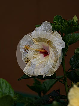 Closeup macro of white yellow Hibiscus flower plant with water rain drops in Guatape Antioquia Colombia South America