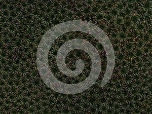 Closeup macro of Yareta Azorella compacta llareta evergreen flowering plant in Cordillera Huayhuash Peru Andes photo