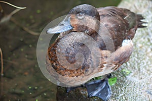 Closeup of the Madagascar pochard near the pond.