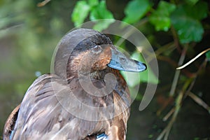 Closeup of the Madagascar pochard near the pond.