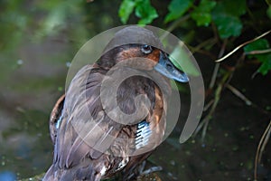 Closeup of the Madagascar pochard near the pond.