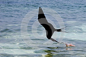 Closeup of a magnificent frigate bird flying over the sea