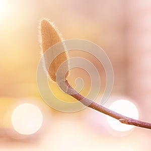 Closeup Magnolia Bud