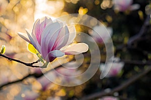 closeup of magnolia flower in full bloom