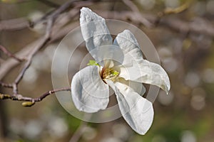 Closeup of magnolia flower on a natural background. White magnolia on a dark background. Macro, young magnolia, botanical garden.