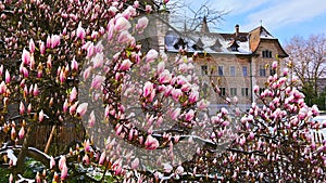 Closeup of magnolia liliiflora buds and flowers, Zurich, Switzerland