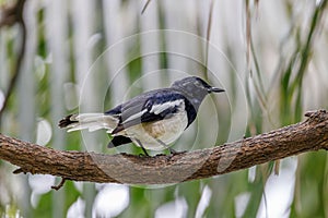 Closeup of a Magpie Robin perched on a wood