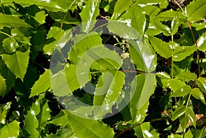 Closeup of Mahonia aquifolium leaves