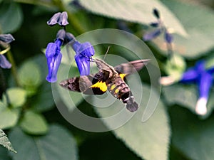 Closeup of a Maile Pilau Hornworm moth flying towards flowers in a field photo